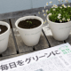 Japan, the newspaper that becomes a plant (again)
